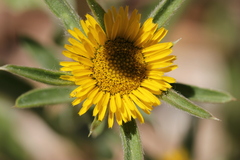 Pallenis spinosa