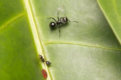 Polyrhachis clio