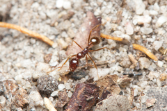 Aphaenogaster longiceps