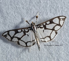 Polythlipta peragrata