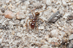 Aphaenogaster longiceps