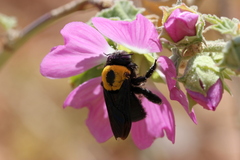 Xylocopa pubescens