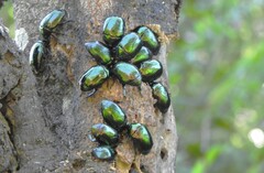 Lagochile emarginata