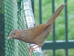 Trochalopteron lineatum