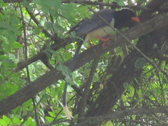Urocissa erythroryncha