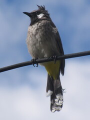 Pycnonotus leucogenys