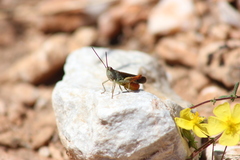 Chorthippus maritimus