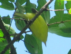 Phylloscopus xanthoschistos