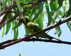 Psitteuteles versicolor