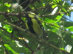 Machlolophus xanthogenys