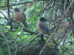 Heterophasia capistrata
