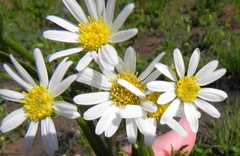 Afroaster pleiocephalus