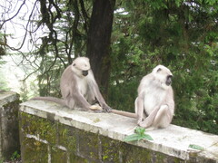 Semnopithecus schistaceus