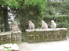 Semnopithecus schistaceus