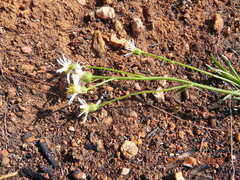 Afroaster pleiocephalus