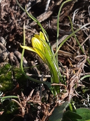 Gagea bohemica
