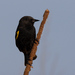 Yellow-winged Blackbird - Photo (c) Jorge Schlemmer, some rights reserved (CC BY-NC), uploaded by Jorge Schlemmer