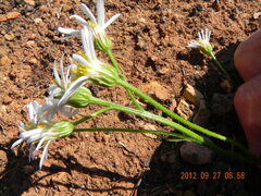 Afroaster pleiocephalus