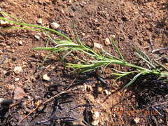 Afroaster pleiocephalus