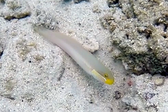 Valenciennea strigata