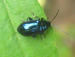 Platycorynus peregrinus