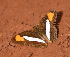 Adelpha thessalia