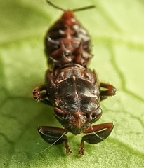 Drabescus