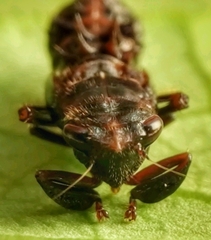 Drabescus