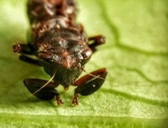 Drabescus