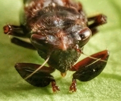 Drabescus