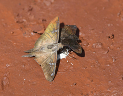 Eudaminae
