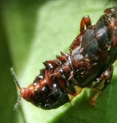 Drabescus