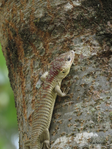 Red-lipped Arboreal Alligator Lizard