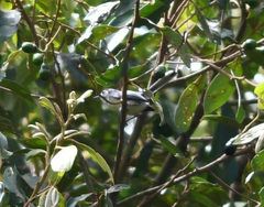 Polioptila lactea