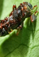 Drabescus