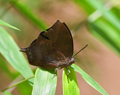Memphis moruus