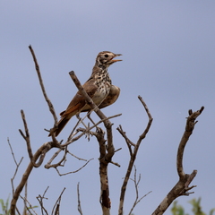 Pinarocorys nigricans