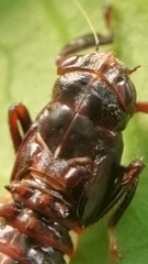 Drabescus