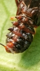 Drabescus
