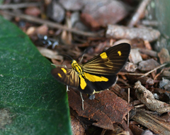 Phaeochlaena lampra