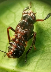 Drabescus