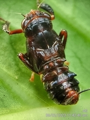 Drabescus