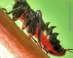 Drabescus