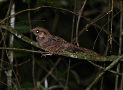 Nyctidromus albicollis