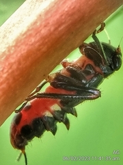 Drabescus