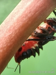Drabescus