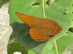 Pseudergolis wedah