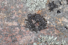 Melanelia culbersonii