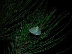 Poecilasthena pulchraria