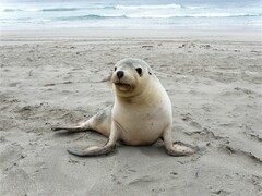 Neophoca cinerea